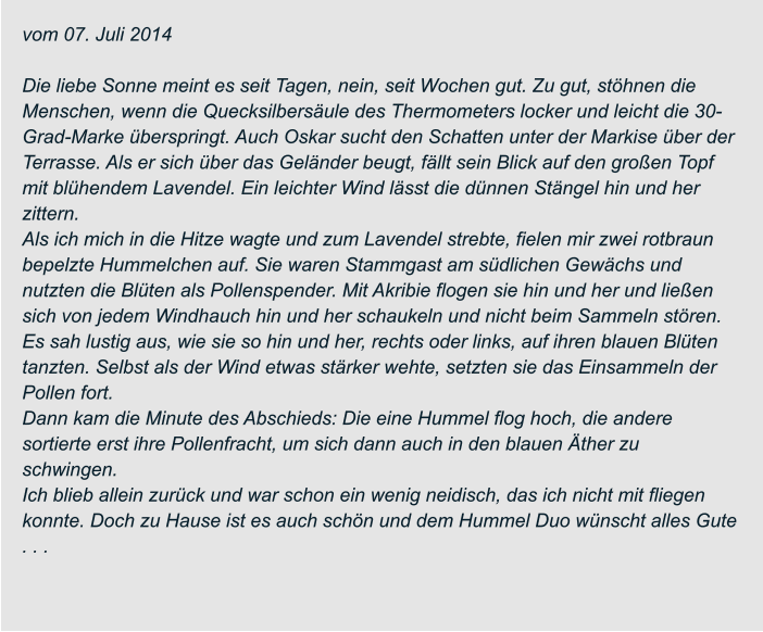 vom 07. Juli 2014  Die liebe Sonne meint es seit Tagen, nein, seit Wochen gut. Zu gut, stöhnen die  Menschen, wenn die Quecksilbersäule des Thermometers locker und leicht die 30- Grad-Marke überspringt. Auch Oskar sucht den Schatten unter der Markise über der  Terrasse. Als er sich über das Geländer beugt, fällt sein Blick auf den großen Topf  mit blühendem Lavendel. Ein leichter Wind lässt die dünnen Stängel hin und her  zittern. Als ich mich in die Hitze wagte und zum Lavendel strebte, fielen mir zwei rotbraun  bepelzte Hummelchen auf. Sie waren Stammgast am südlichen Gewächs und  nutzten die Blüten als Pollenspender. Mit Akribie flogen sie hin und her und ließen  sich von jedem Windhauch hin und her schaukeln und nicht beim Sammeln stören. Es sah lustig aus, wie sie so hin und her, rechts oder links, auf ihren blauen Blüten  tanzten. Selbst als der Wind etwas stärker wehte, setzten sie das Einsammeln der  Pollen fort. Dann kam die Minute des Abschieds: Die eine Hummel flog hoch, die andere  sortierte erst ihre Pollenfracht, um sich dann auch in den blauen Äther zu  schwingen. Ich blieb allein zurück und war schon ein wenig neidisch, das ich nicht mit fliegen  konnte. Doch zu Hause ist es auch schön und dem Hummel Duo wünscht alles Gute  . . .